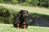 DOBERMANN 111